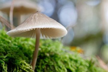 Pilz im Wald und Moos von Ramon Bovenlander