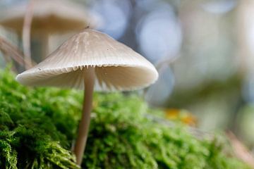 Champignon dans la forêt et la mousse sur Ramon Bovenlander