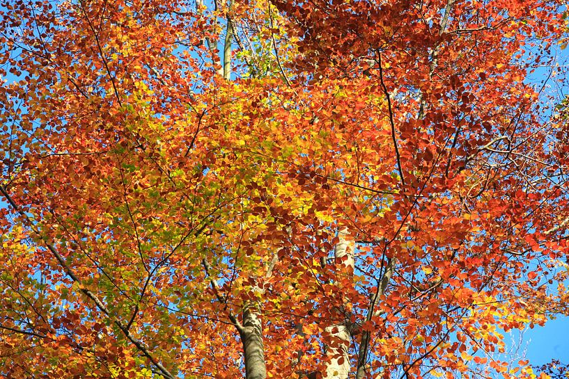 Magnificent beech by Thomas Jäger