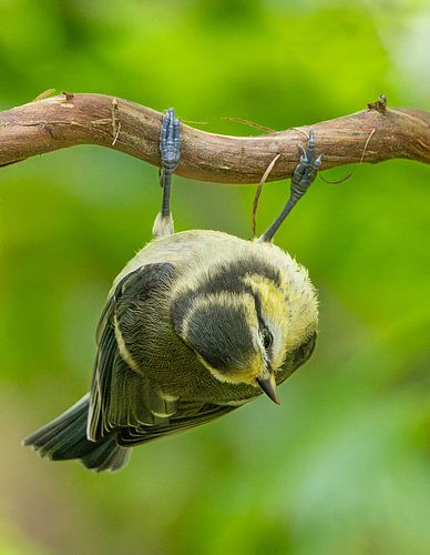 Hanging Harry - Mésange bleue