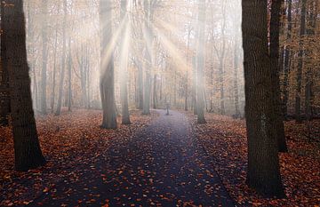 Hiker in autumn forest