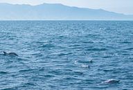 Dolphins, Auckland, New Zealand by Nynke Altenburg thumbnail
