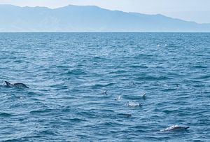 Delfine, Auckland, Neuseeland