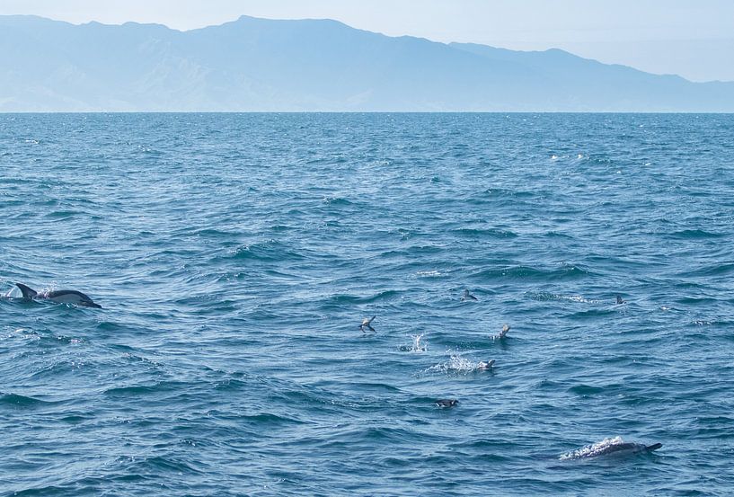 Dolphins, Auckland, New Zealand by Nynke Altenburg