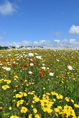 Een veld in bloei onder een blauwe hemel