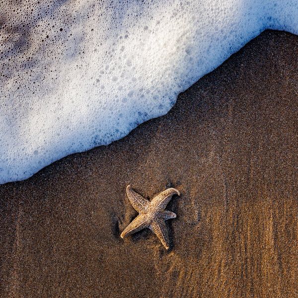 Étoile de mer par Pim Leijen