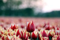 Tulip