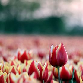 Tulpe von Simon E