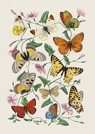 Butterflies no. 3 by Apolo Prints