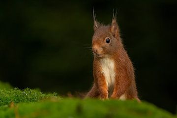 Eekhoorn portret van Rando Kromkamp Natuurfotograaf