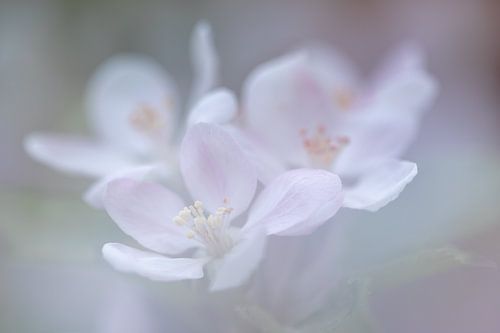 Fragile apple blossom