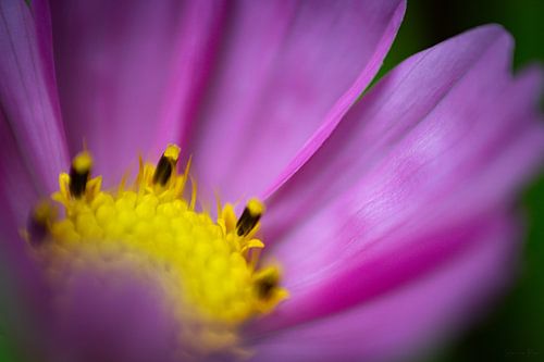 Song of the flowers