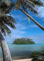 Palm trees by the sea and tropical island. Cook Islands.