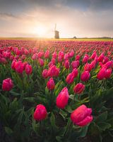 Nederland Tulpenveld met de Nederlandse Molen