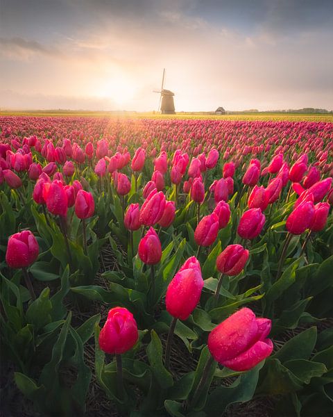 Nederland Tulpenveld met de Nederlandse Molen van Erel Turkay