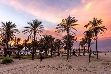 Sunset and palm trees on the beach by Dieter Walther