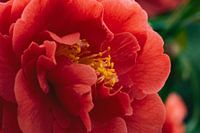Ode aan de Camelia