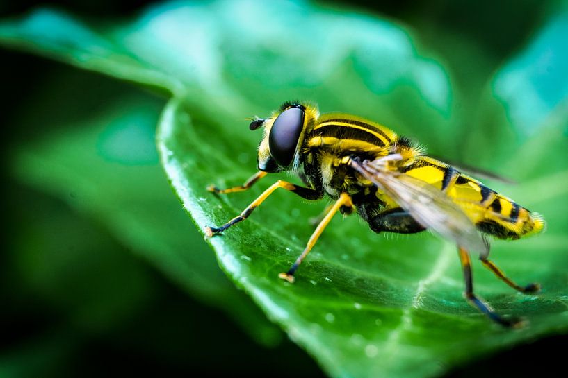 Wasp by Edwin Boer