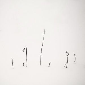 Calligraphy In Snow