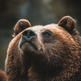Oog van de Wildernis van de Utregter Fotografie