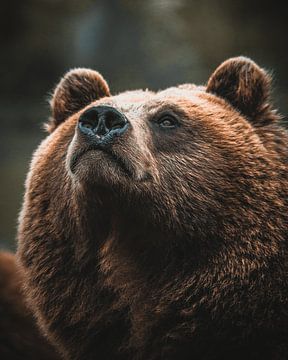 Eye of the Wilderness