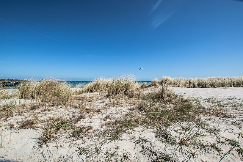 Möve Dünen am Strand von Prerow von GH Foto & Artdesign