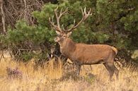 Deer on the Hoge Veluwe, rutting season by Gert Hilbink thumbnail