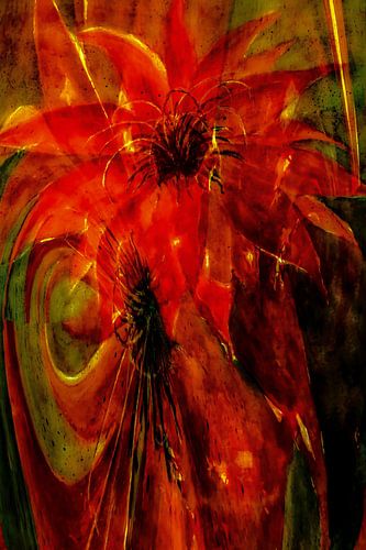 Phoenix  - Cactus bloei