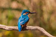 Eisvogel auf einem Ast von Natasja Bittner Miniaturansicht