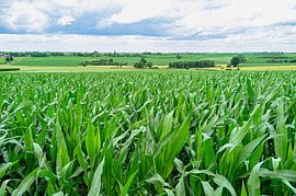Maislandschaft in Süd-Limburg von george vogelaar