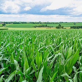 Corn landscape in southern Limburg by george vogelaar