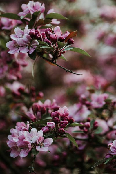 Tree branches full of pink blossom | Arnhem, Netherlands by Trix Leeflang