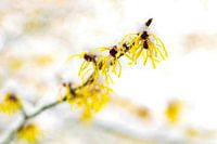 Blumen im Schnee 2