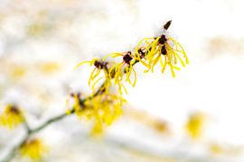 Bloemen in de sneeuw 2
