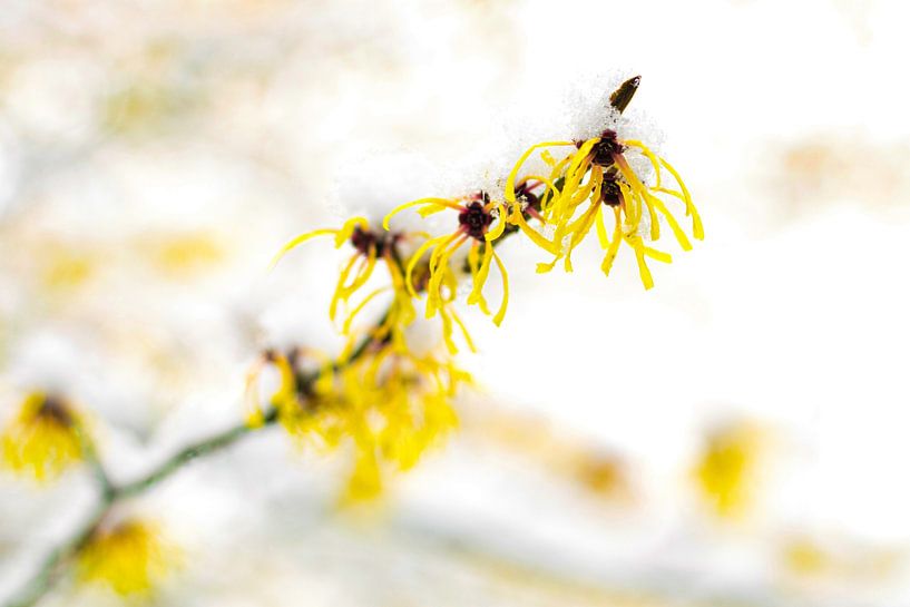Fleurs dans la neige 2 par Robin Schalk