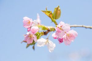 Lente Bloesem