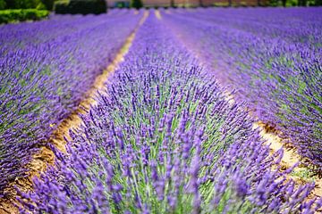 Lavender field by day I by MADK