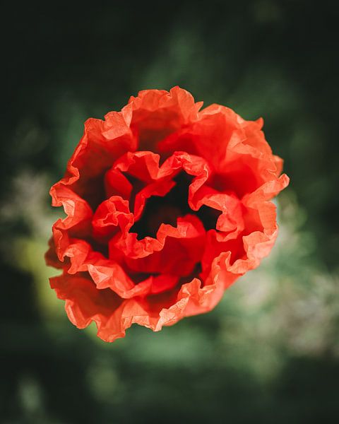 Poppy from above by Jan