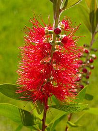 Lampenpoetser,  bottlebrush plant - Callistemon laevis,