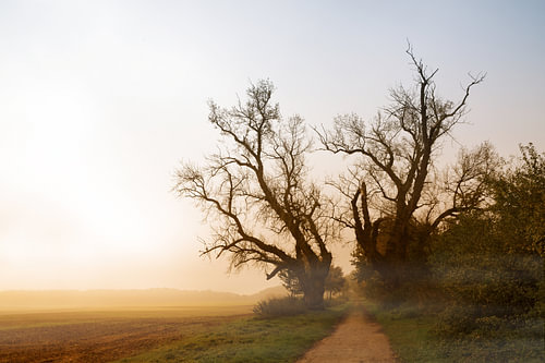 zwei alte Pappelbäume mit kahlen Ästen an einem Weg neben einem Feld im nebligen Morgenlicht des Son