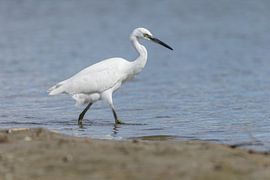 Little egret by Dennis Schaefer