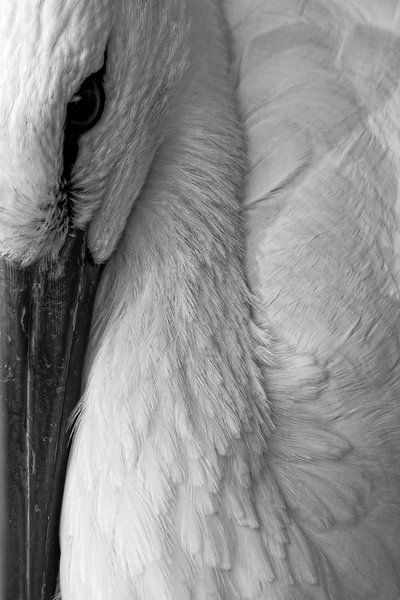 Big Bird par Geri van den Boom