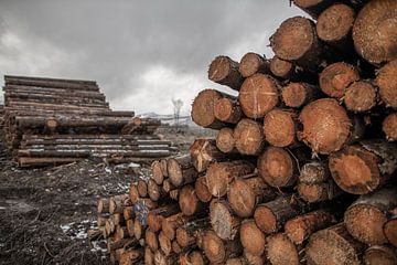 Holzpolter im Harz von t.ART