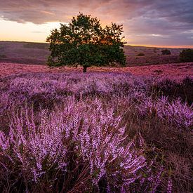 Purple heather by Jarno Boks