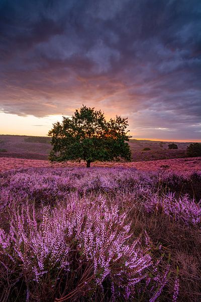 Violettes Heidekraut von Jarno Boks