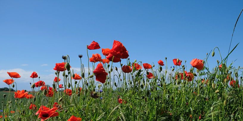 At the edge of the field by Ostsee Bilder