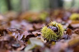 Tamme kastanje sur Ronald van Emmerik