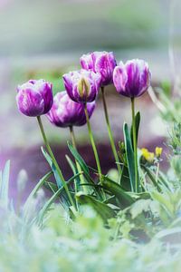 Tulpen im Garten von Alex Hiemstra