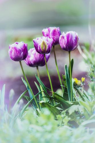 Tulpen in de tuin