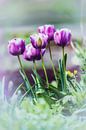 Tulpen in de tuin van Alex Hiemstra thumbnail